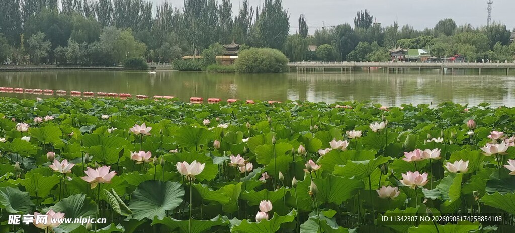 荷塘美景