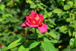 月季花  