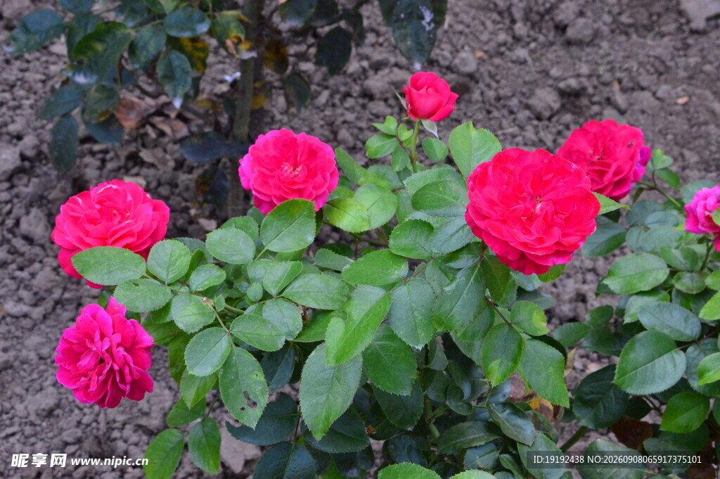 月季花 