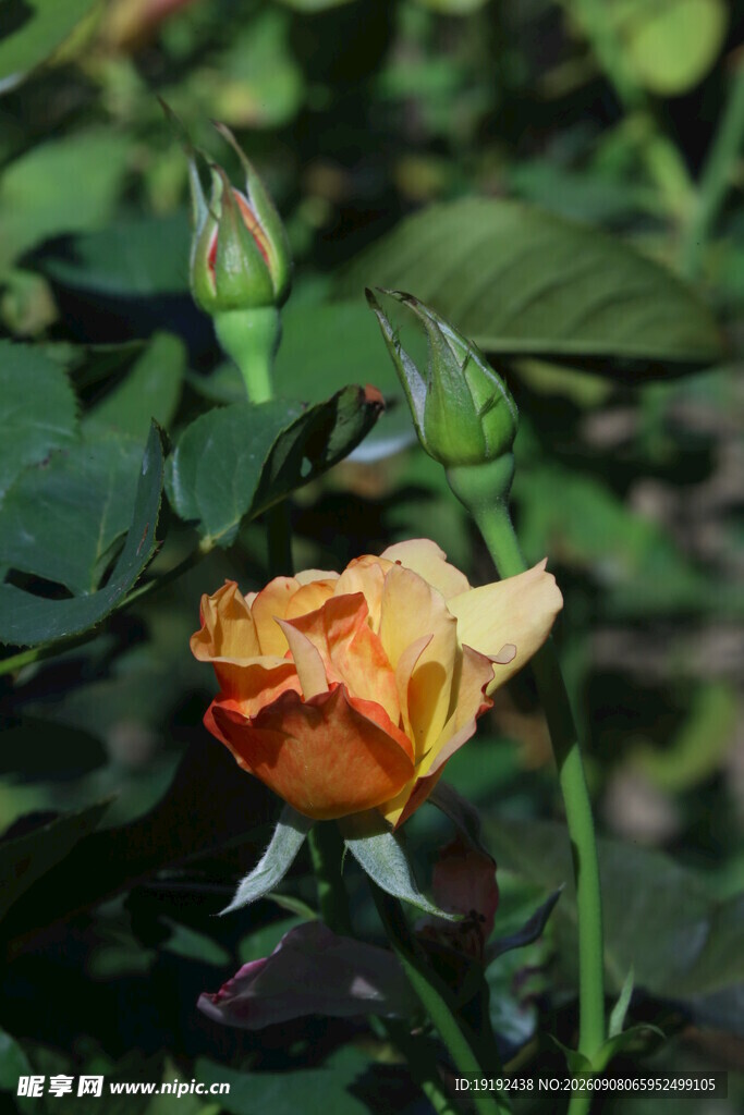 月季花 
