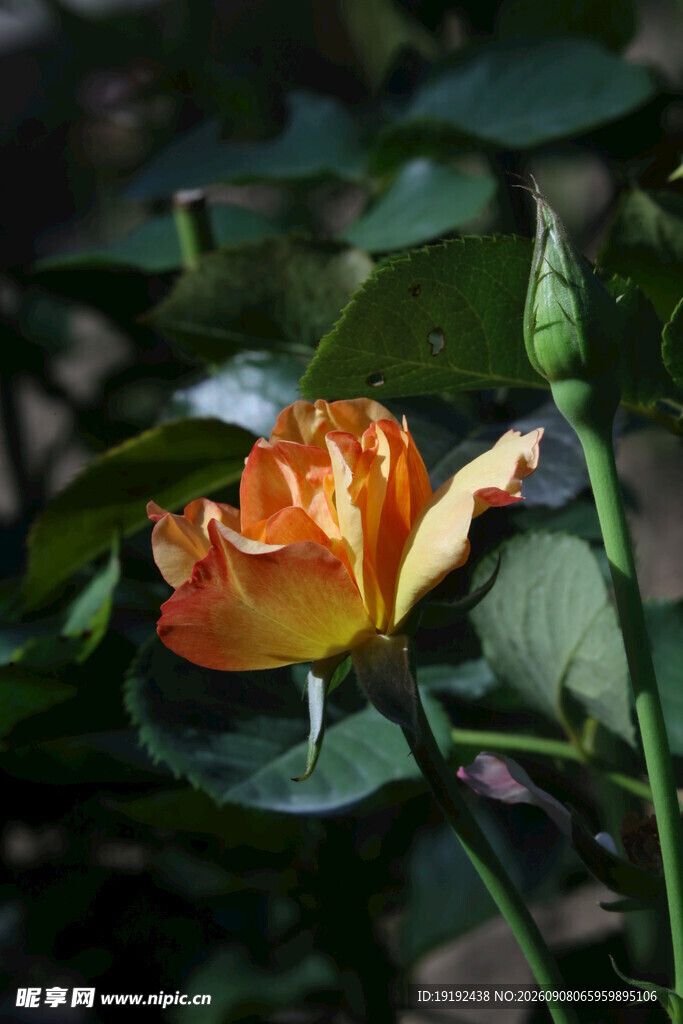 月季花  