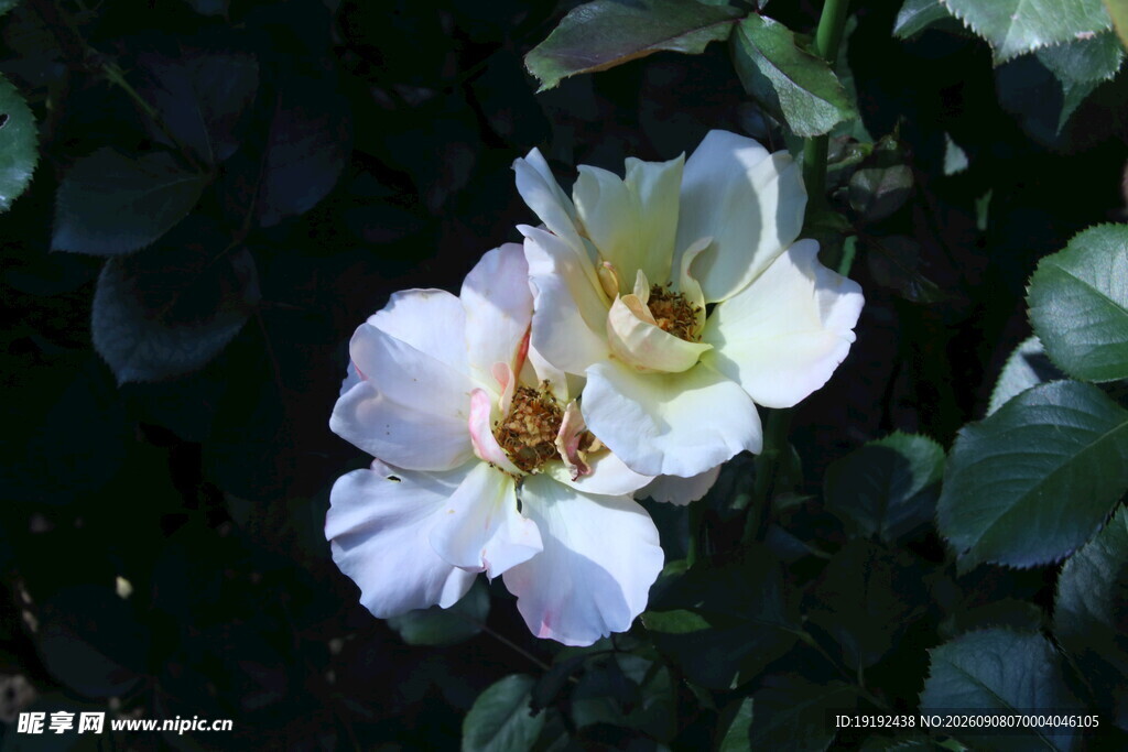 月季花 