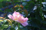月季花  