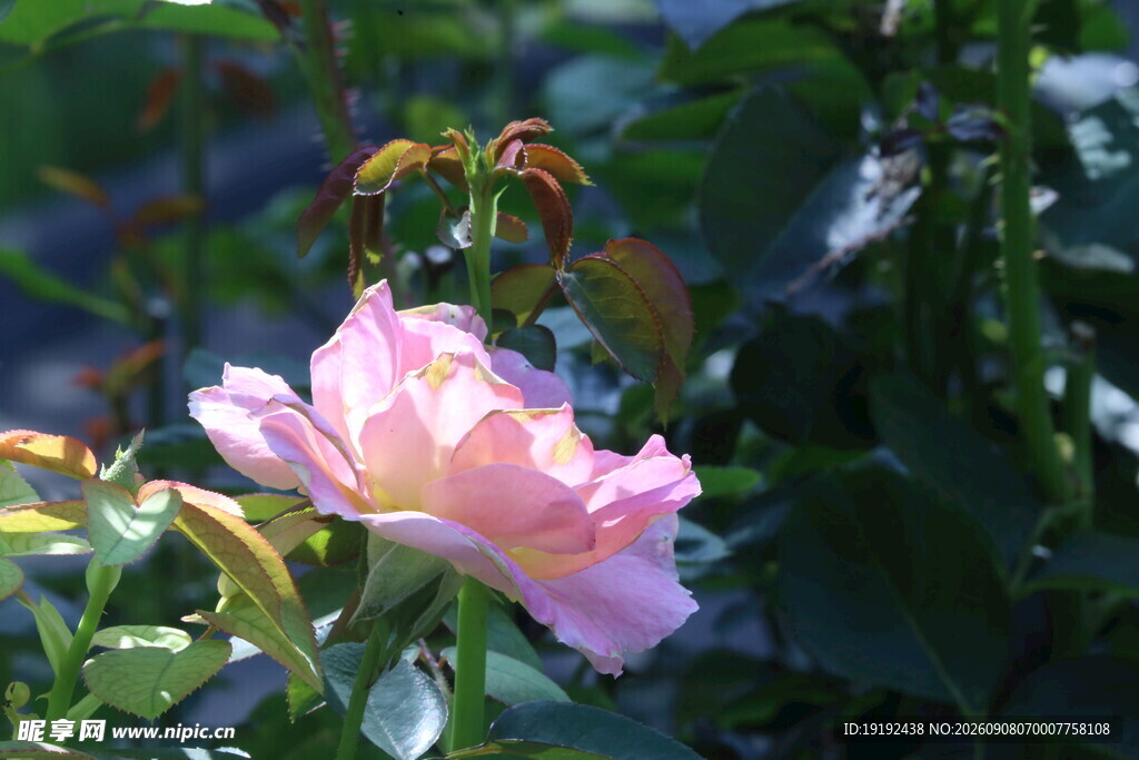 月季花  