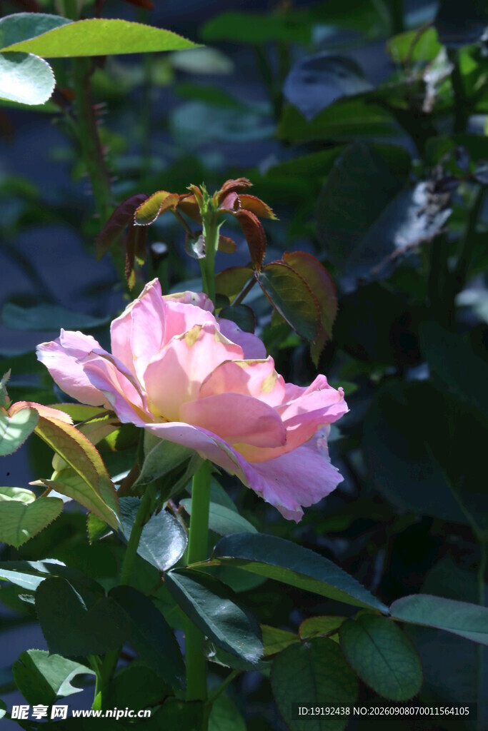 月季花  
