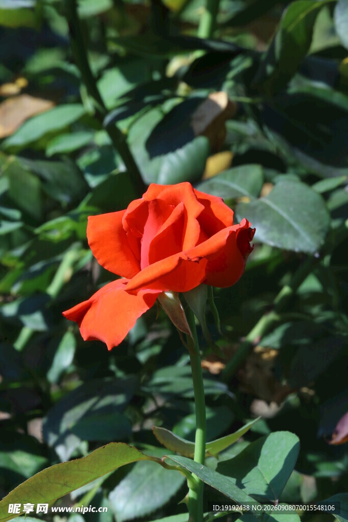 月季花  