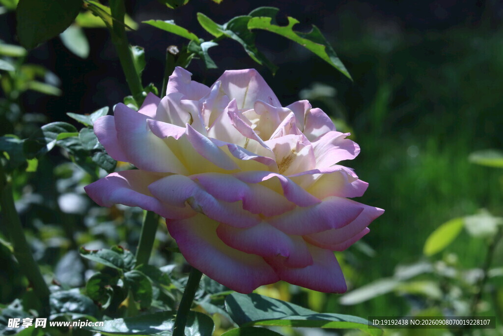月季花 