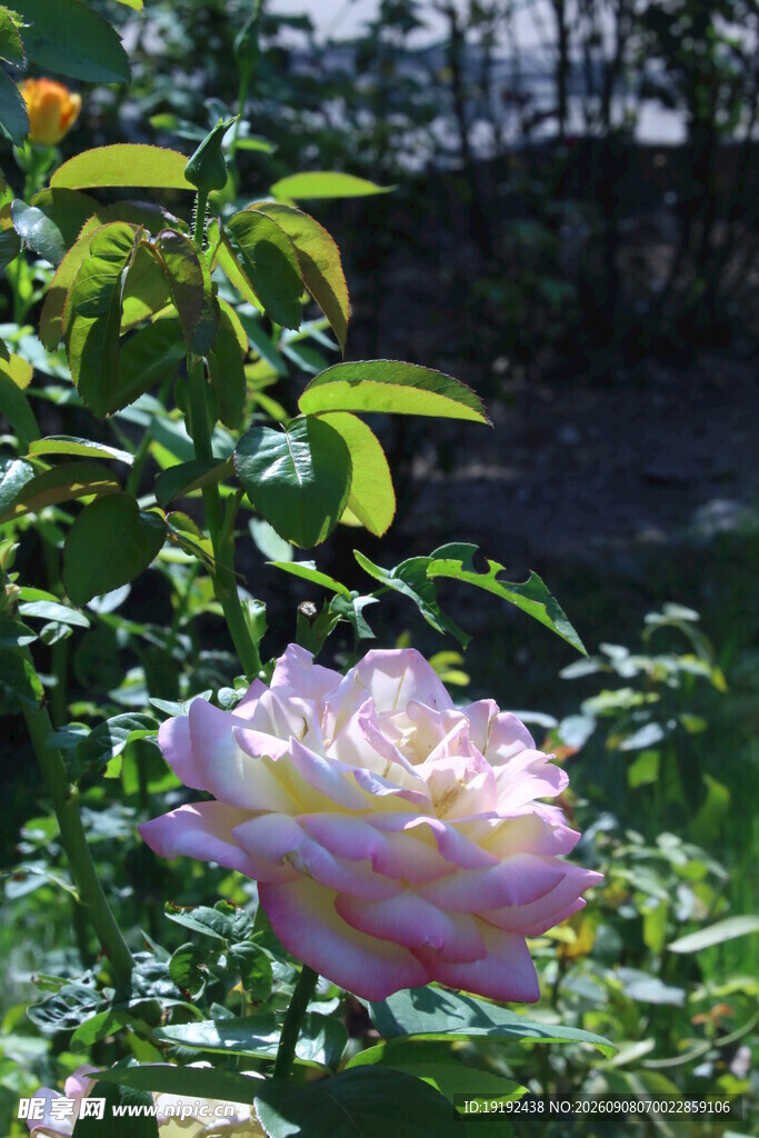 月季花 