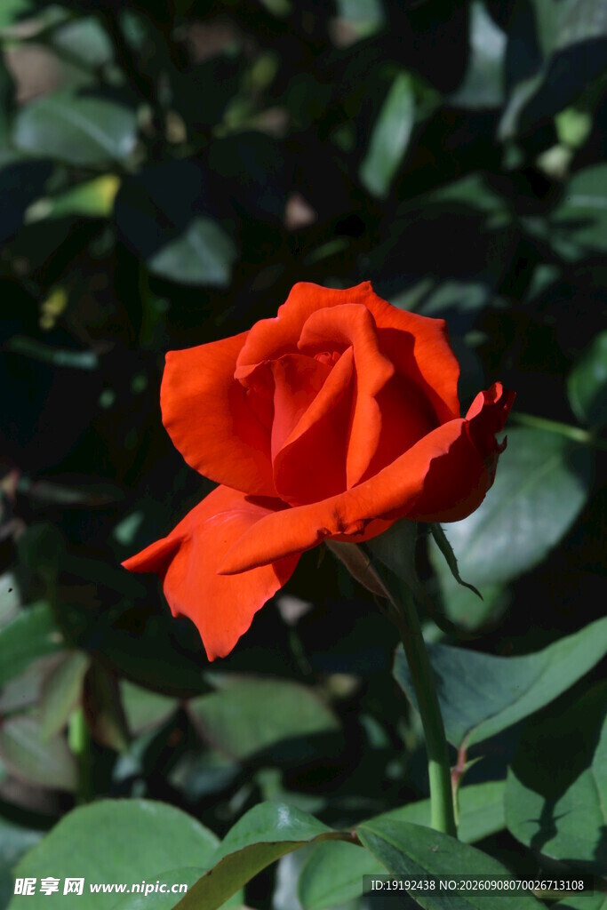 月季花  