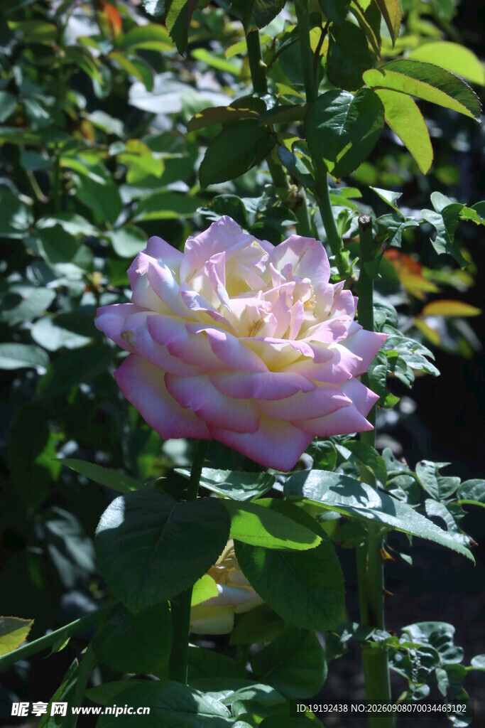 月季花 