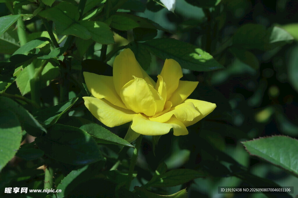 月季花  