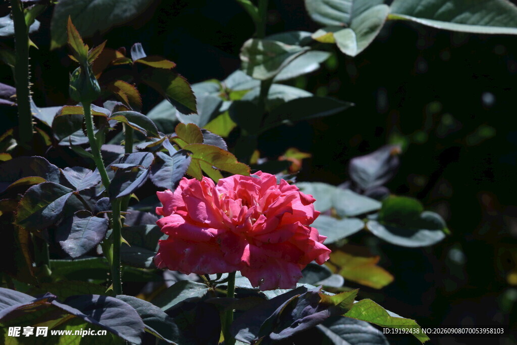 月季花 