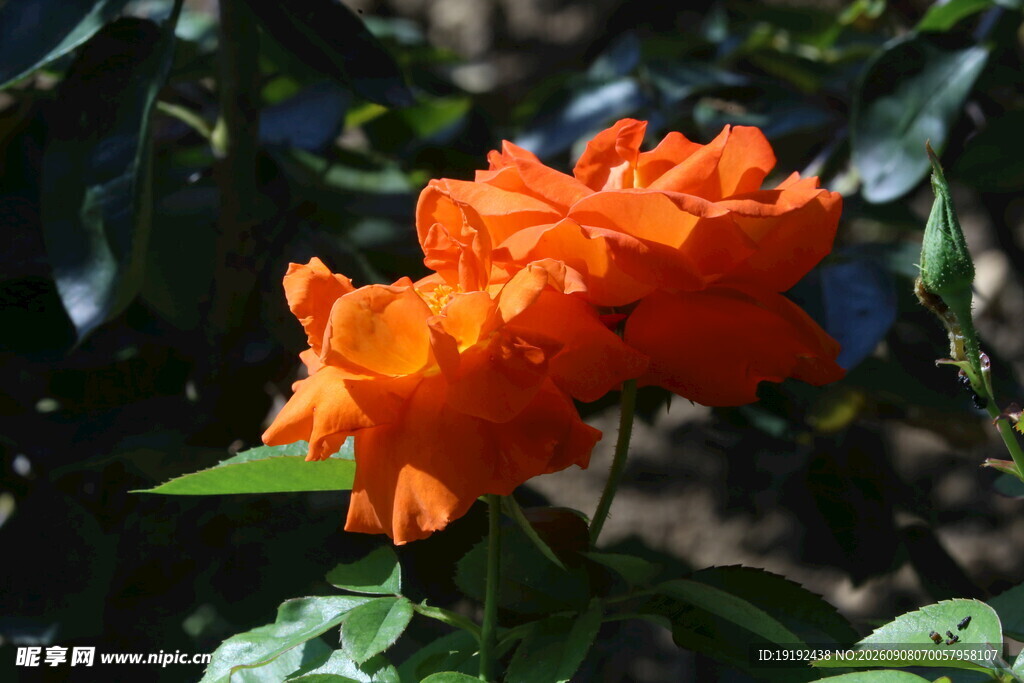 月季花 