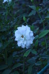 月季花  