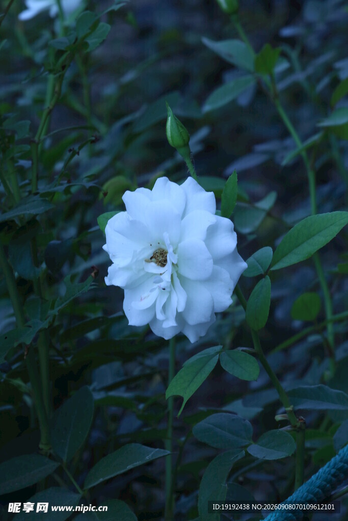 月季花  