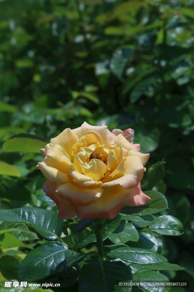 月季花  