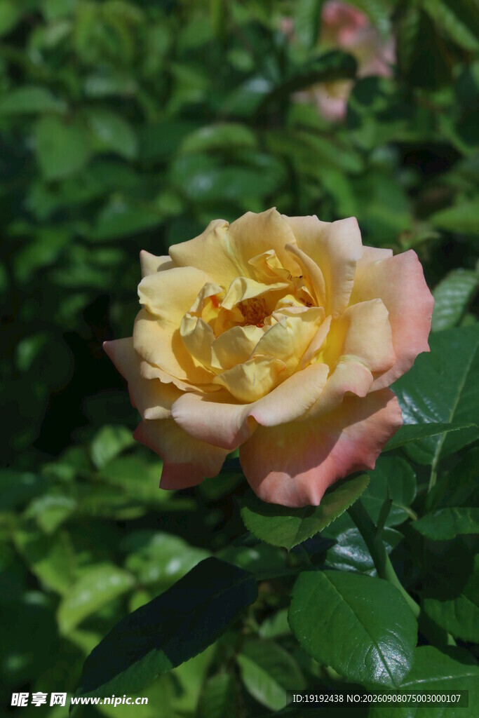 月季花 