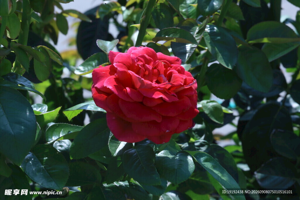 月季花  