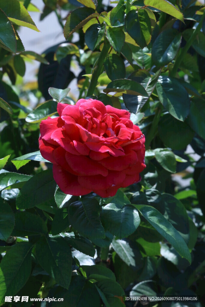 月季花  