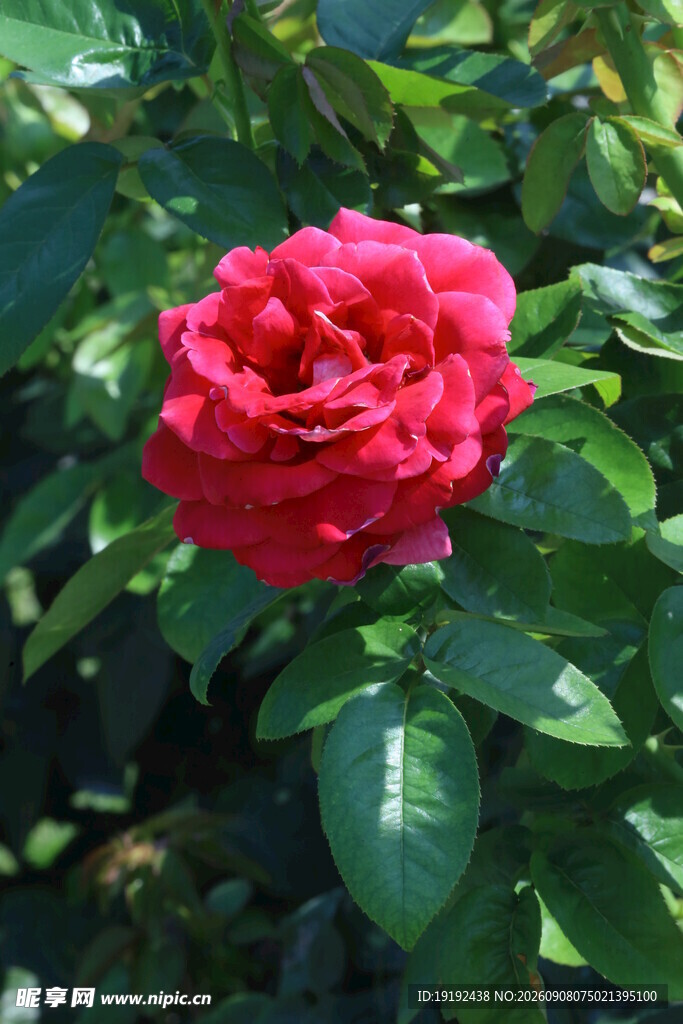 月季花  