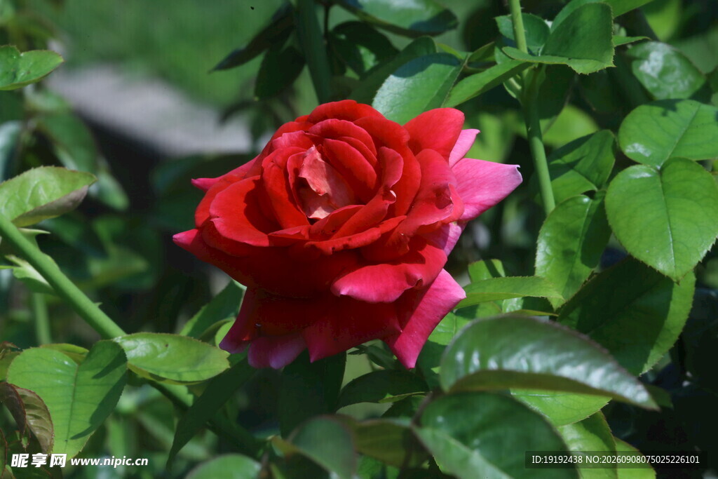 月季花 