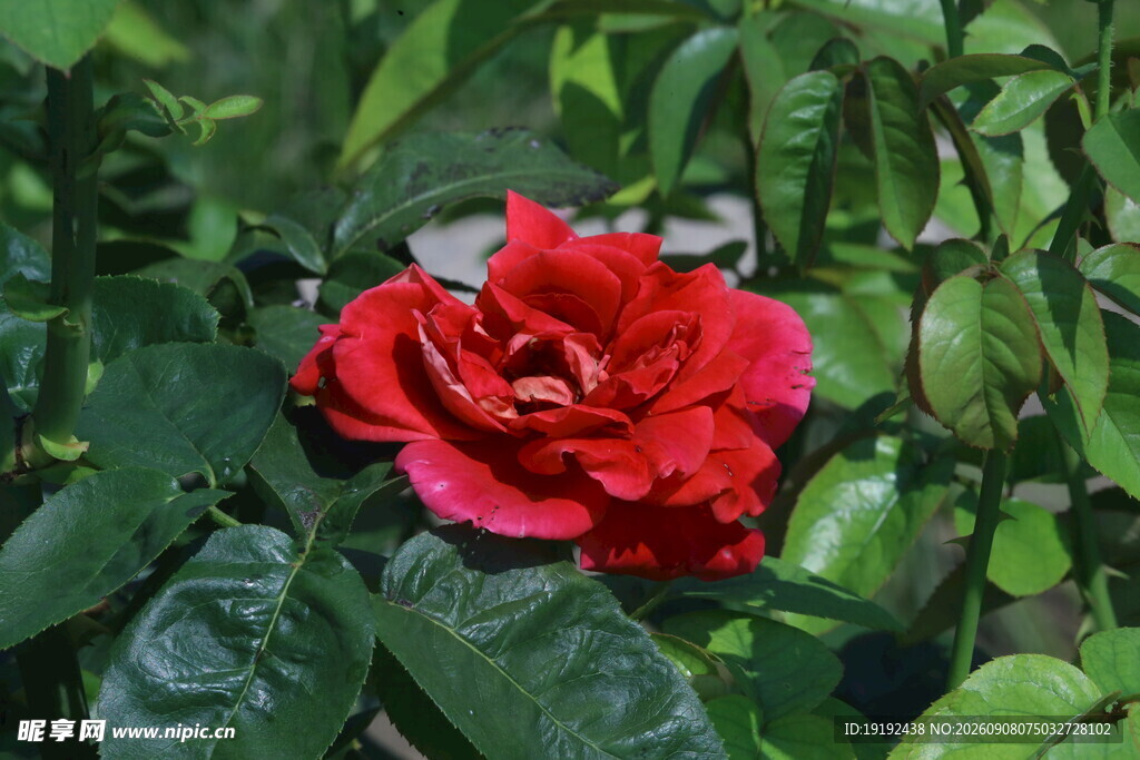 月季花  