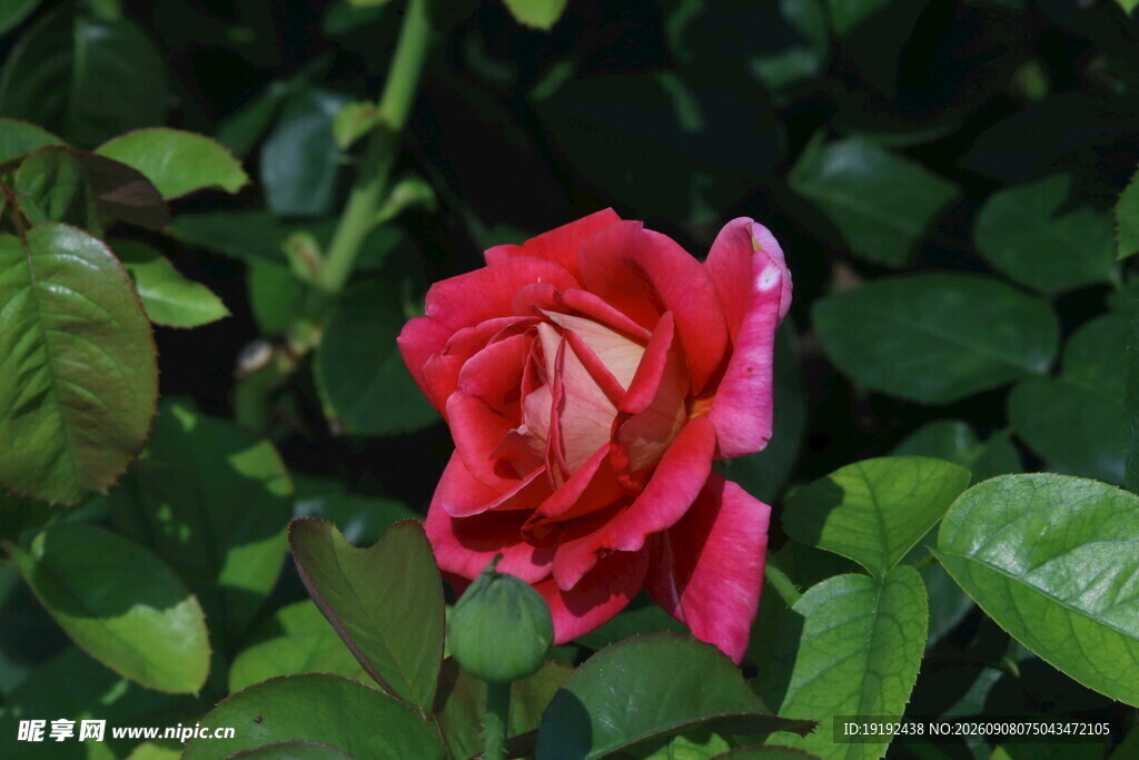 月季花 