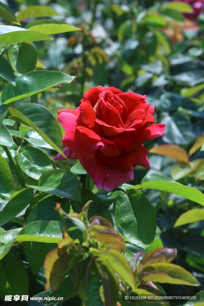 月季花  