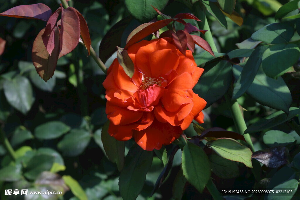 月季花 