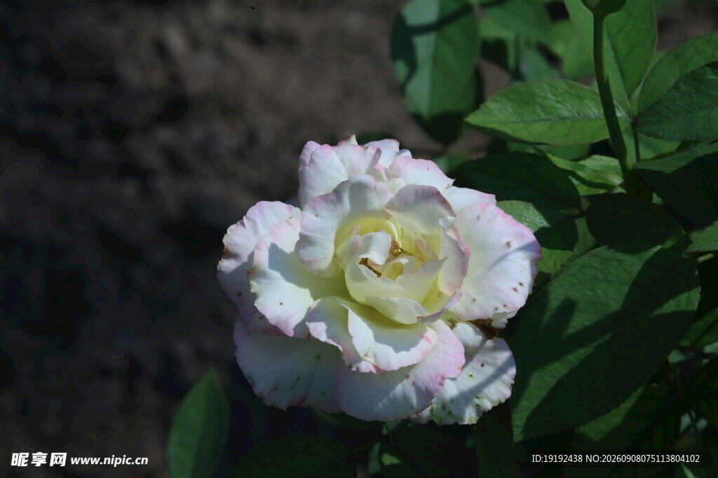 月季花  