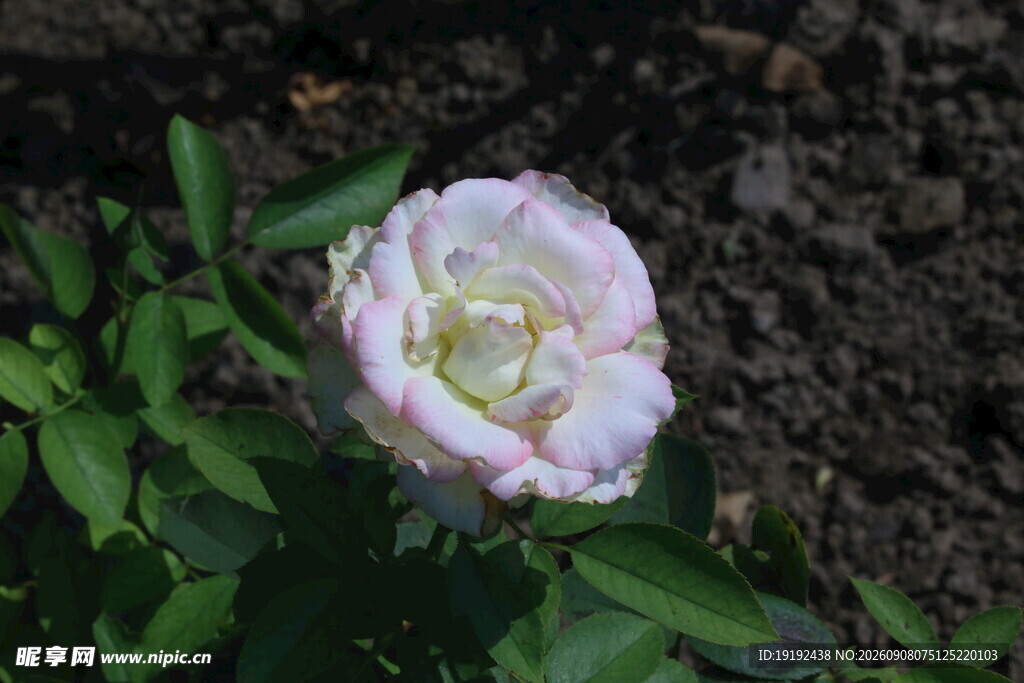 月季花  