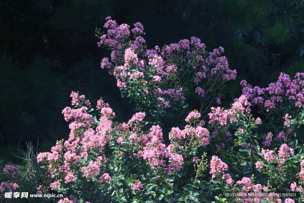 粉紫色花卉