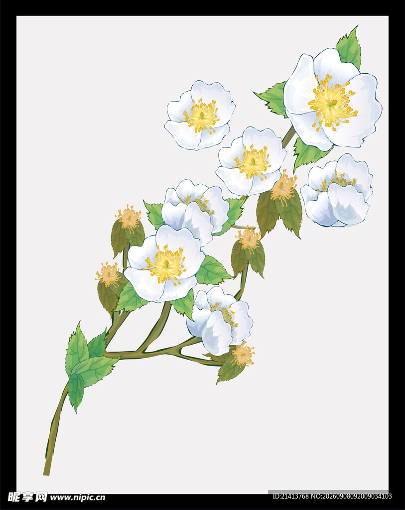 手绘白色花朵花枝图