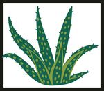 绿色芦荟植物插画