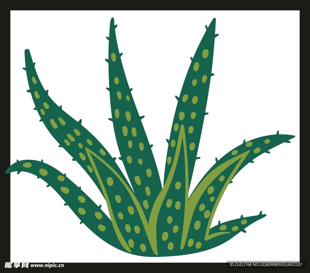 绿色芦荟植物插画