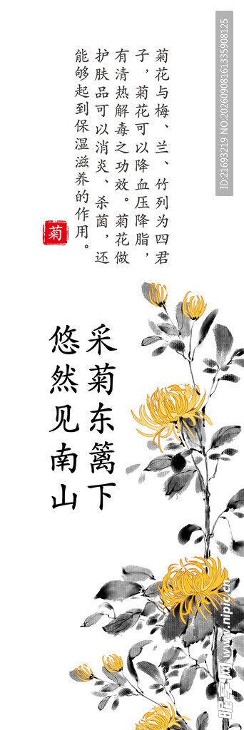 菊花挂画