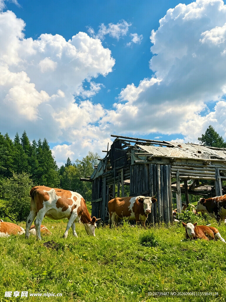 乡村牧场中的牛与木屋