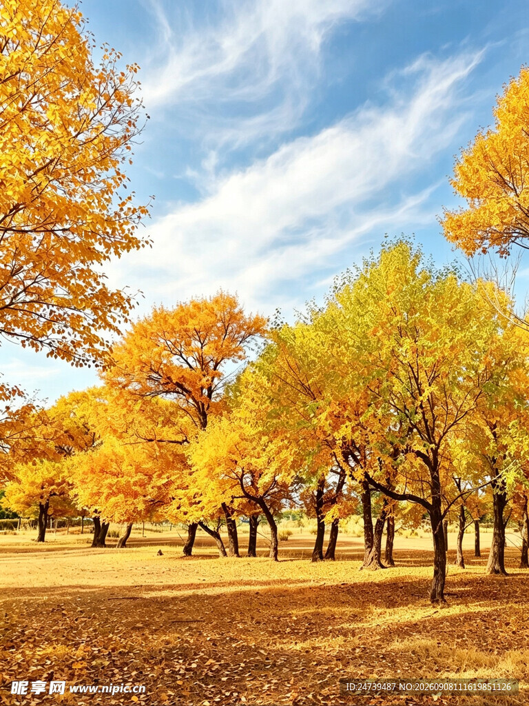 秋日金黄树林美景
