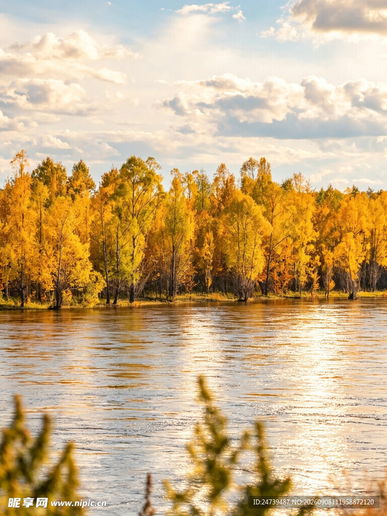 秋日湖畔金黄树林美景