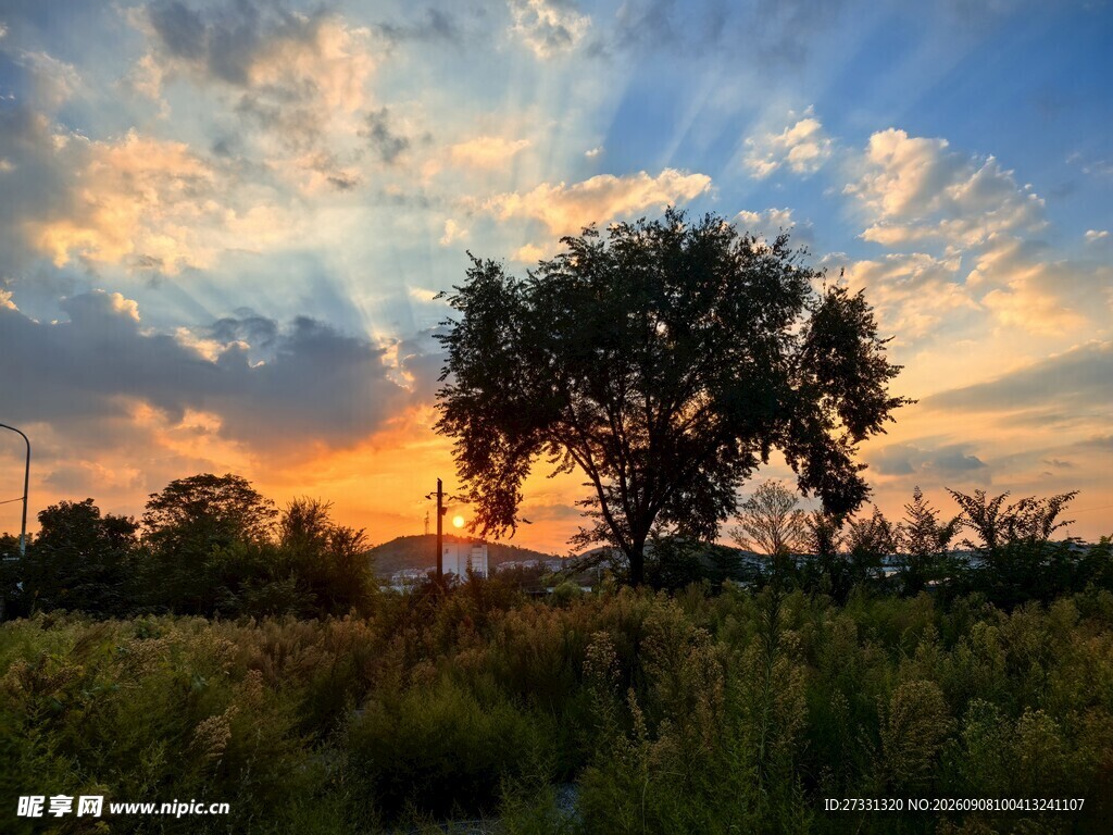 夕阳下的旷野树木美景
