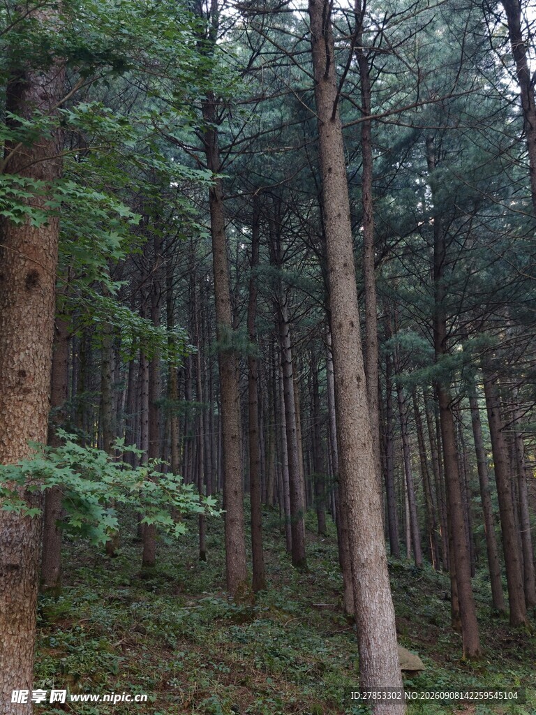 茂密森林中的挺拔树木