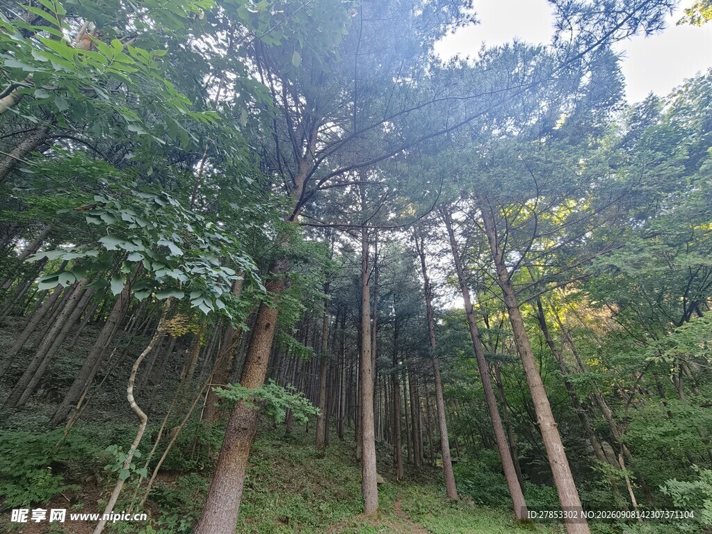 茂密森林中的挺拔树木