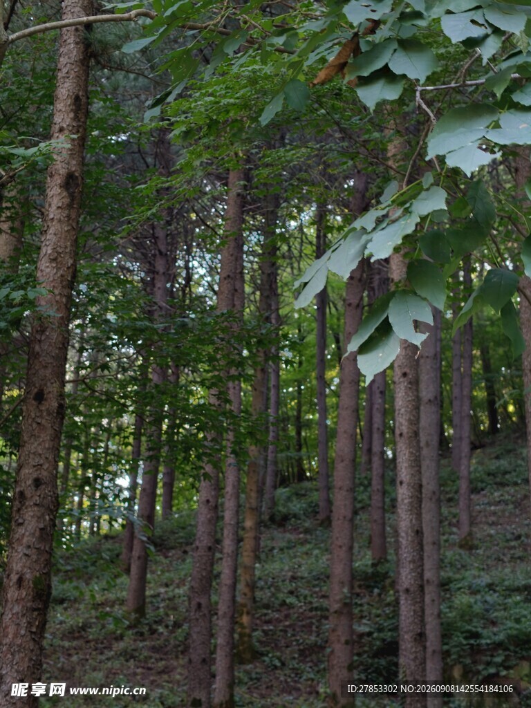 茂密树林中的挺拔树木