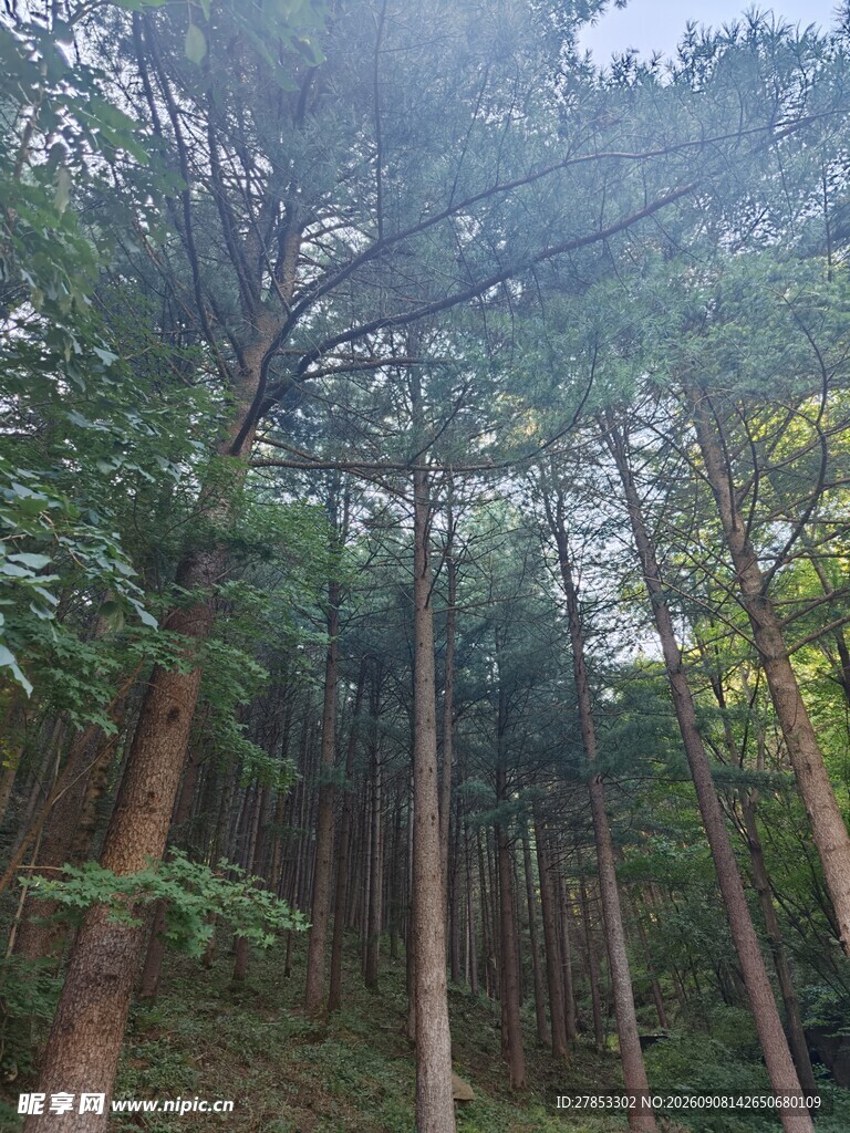 茂密树林中的挺拔树木