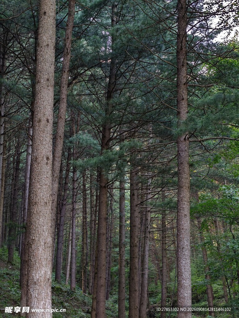 茂密松树林景观