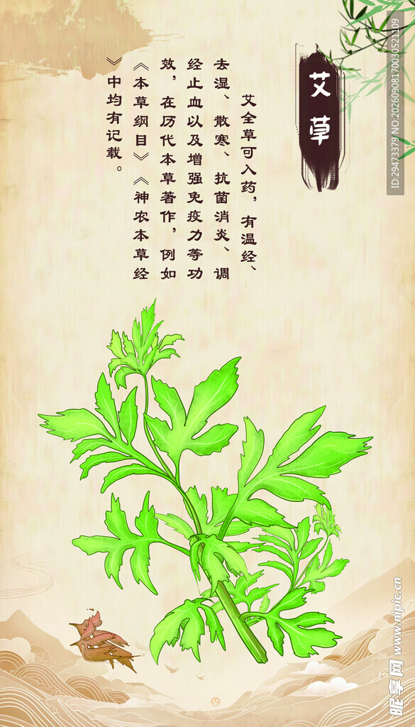 药用植物 艾草