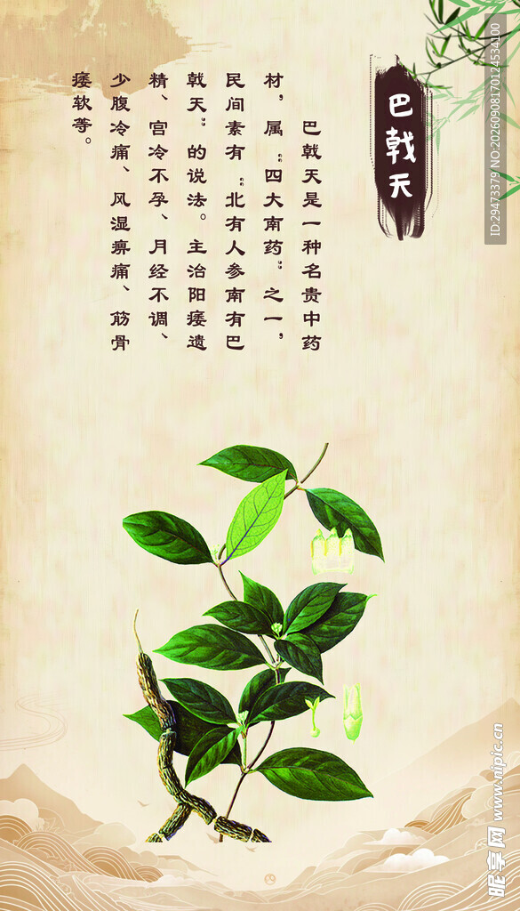 巴戟天