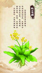 板蓝根