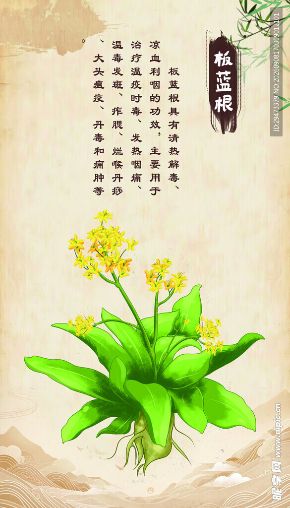 板蓝根