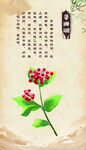 中式花卉插画 草珊瑚